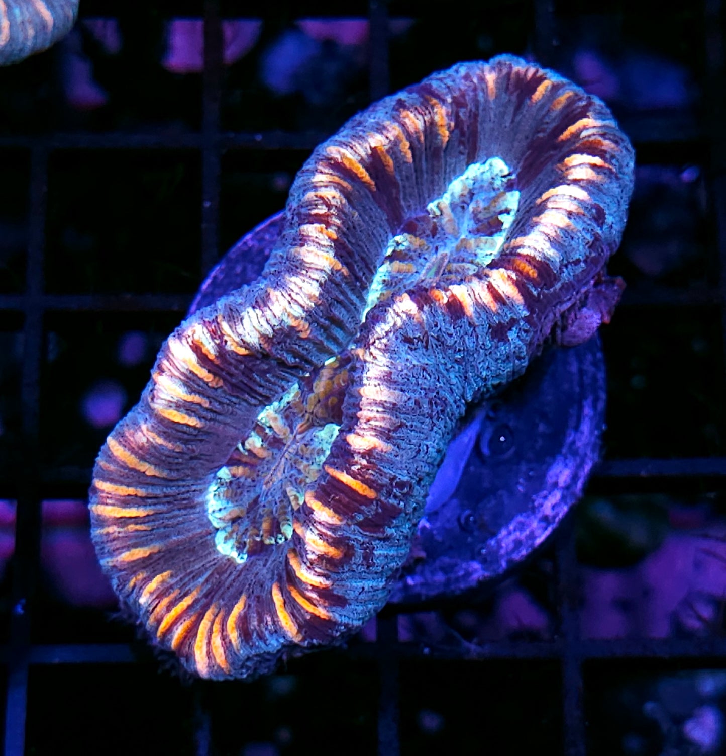 Insane Trachyphyllia Customer Appreciation Deal