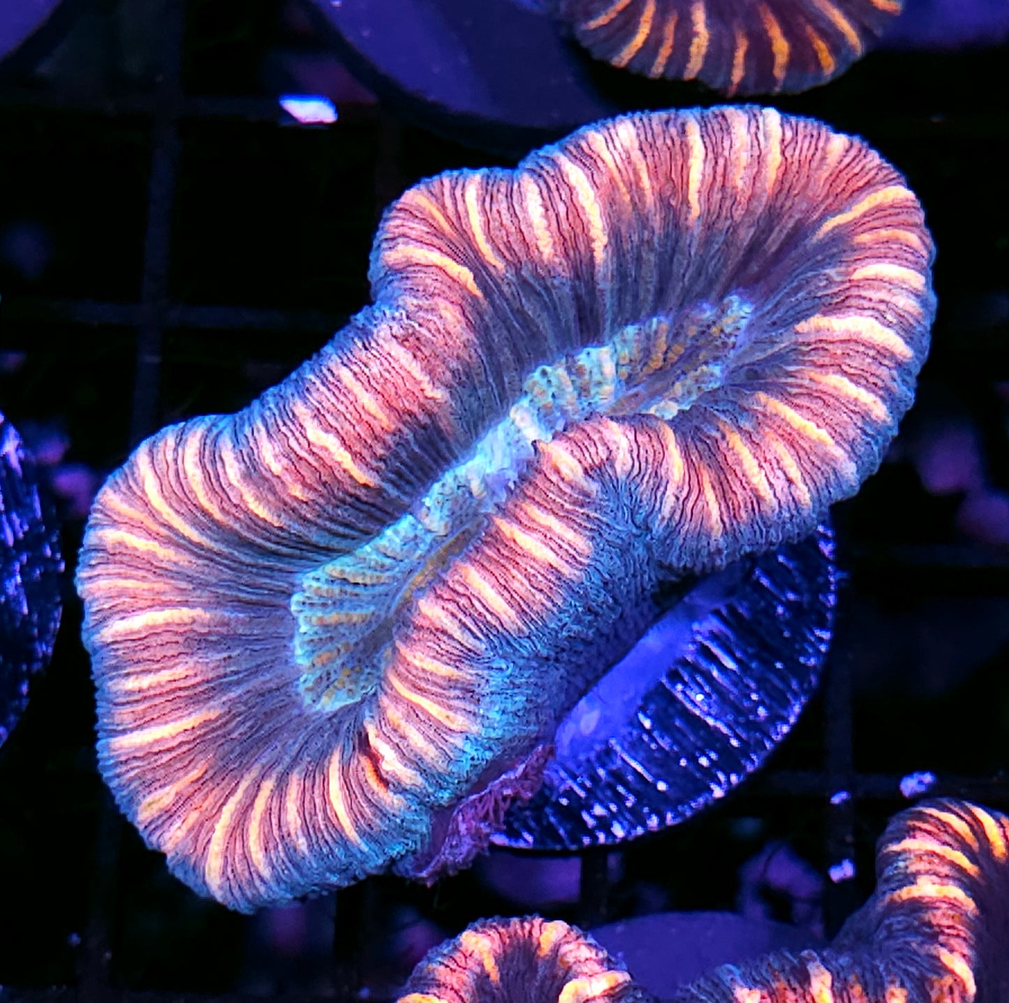 Insane Trachyphyllia Customer Appreciation Deal