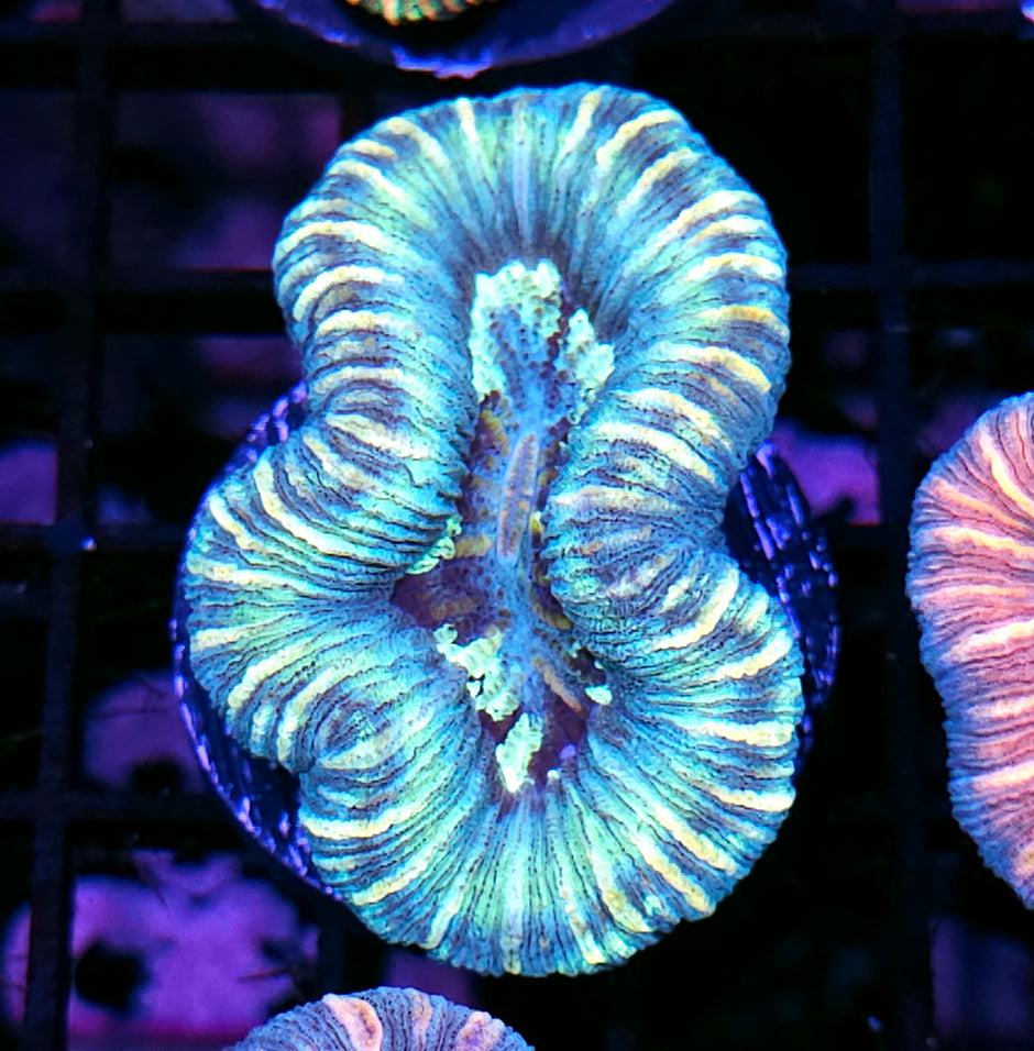 Insane Trachyphyllia Customer Appreciation Deal