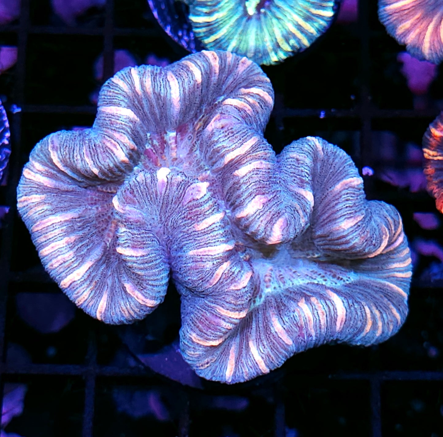Insane Trachyphyllia Customer Appreciation Deal