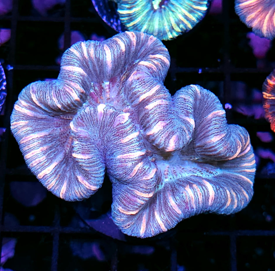 Insane Trachyphyllia Customer Appreciation Deal