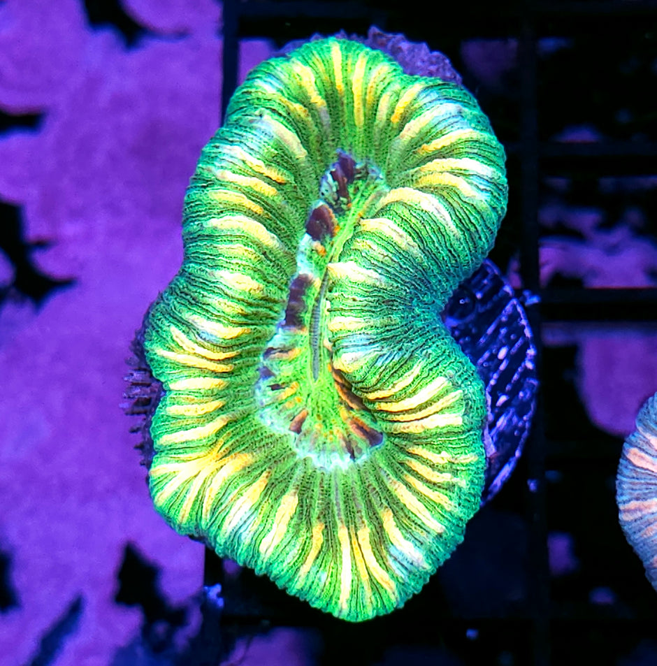Insane Trachyphyllia Customer Appreciation Deal