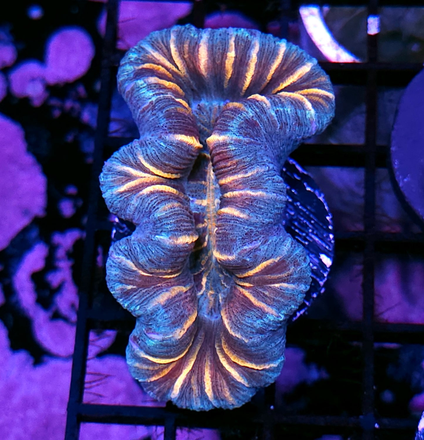Insane Trachyphyllia Customer Appreciation Deal