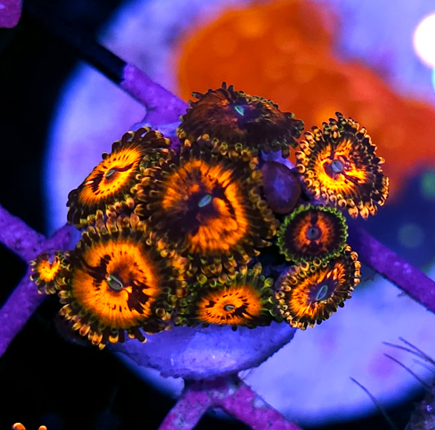 DR Fang Banger Zoas