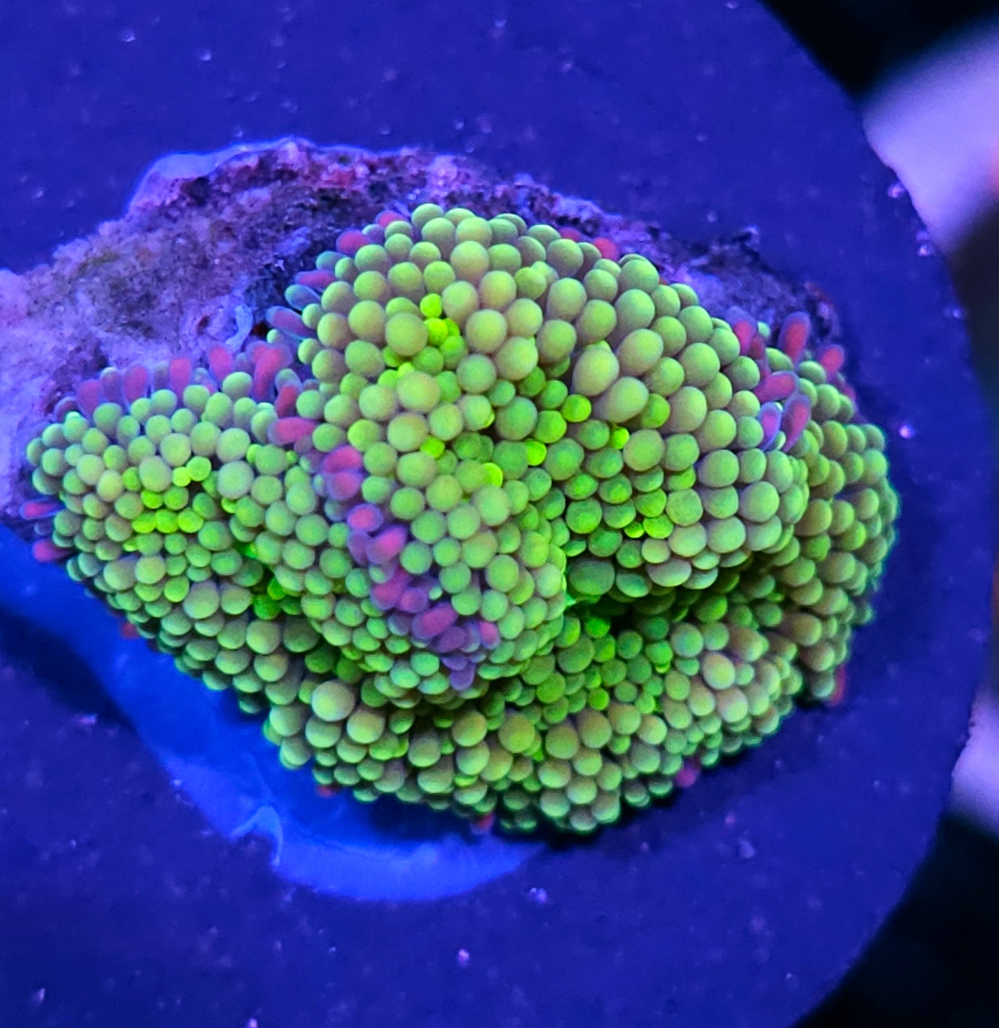Sour Apple Ricordea