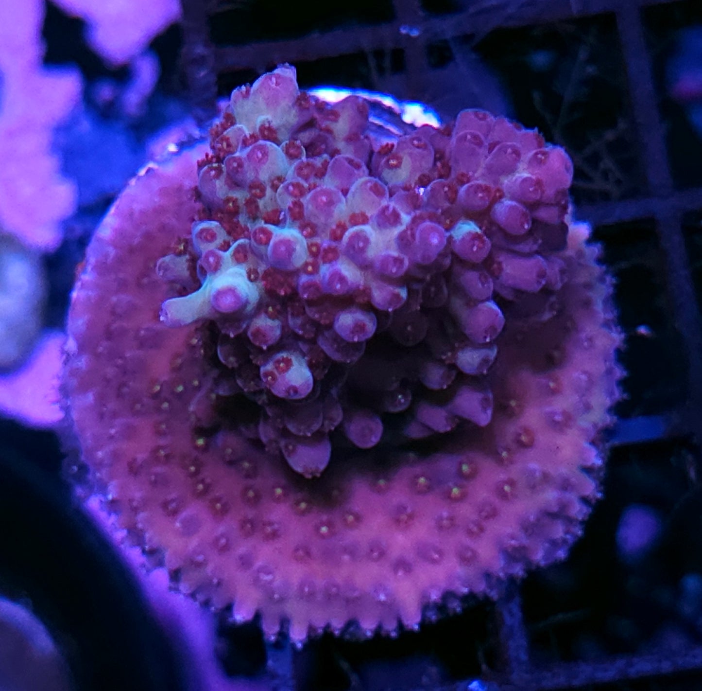 Insurrection Acropora