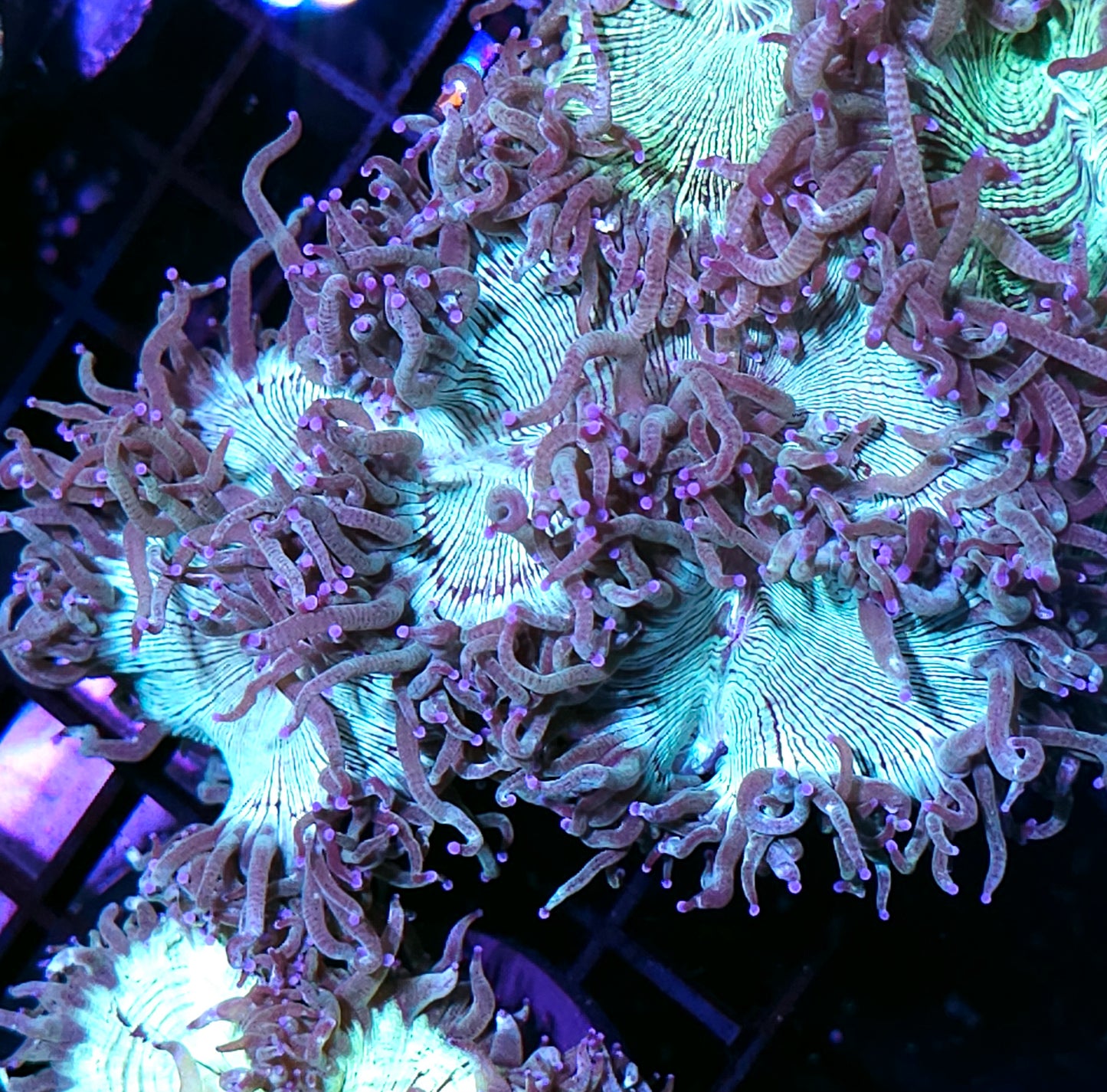 Purple Tip Electric Elegance