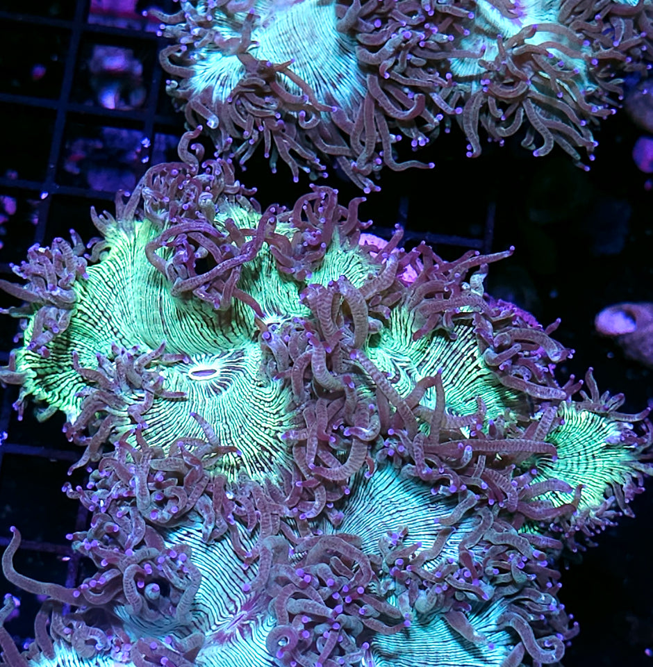 Purple Tip Electric Elegance