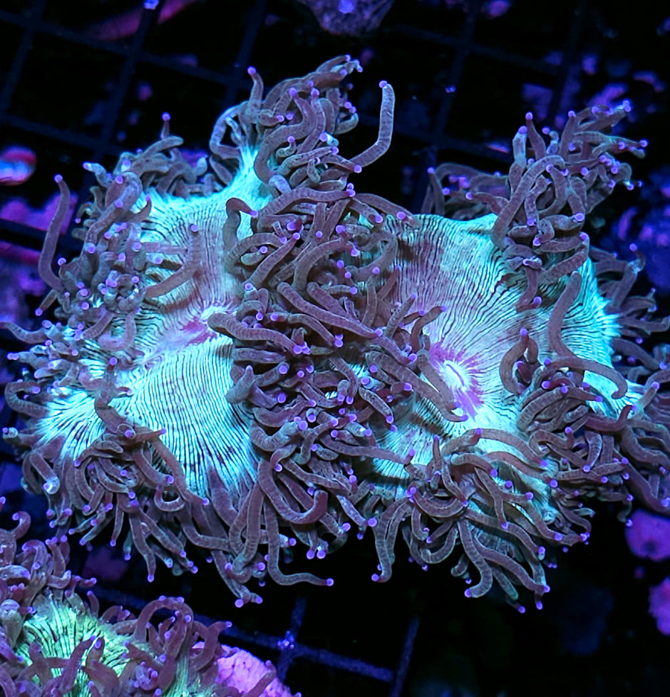 Purple Tip Electric Elegance