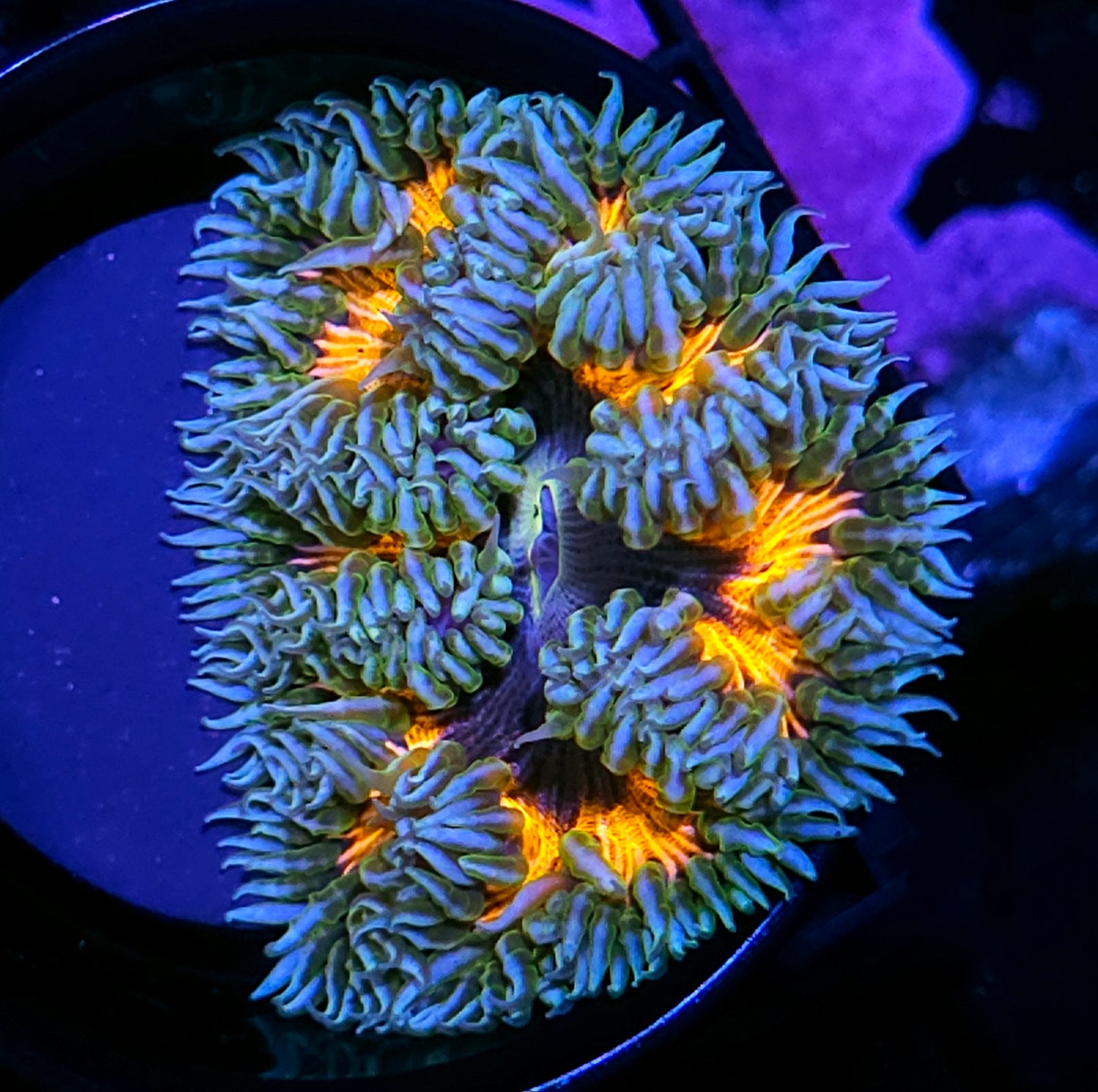 Black Hole Sun Flower Anemone
