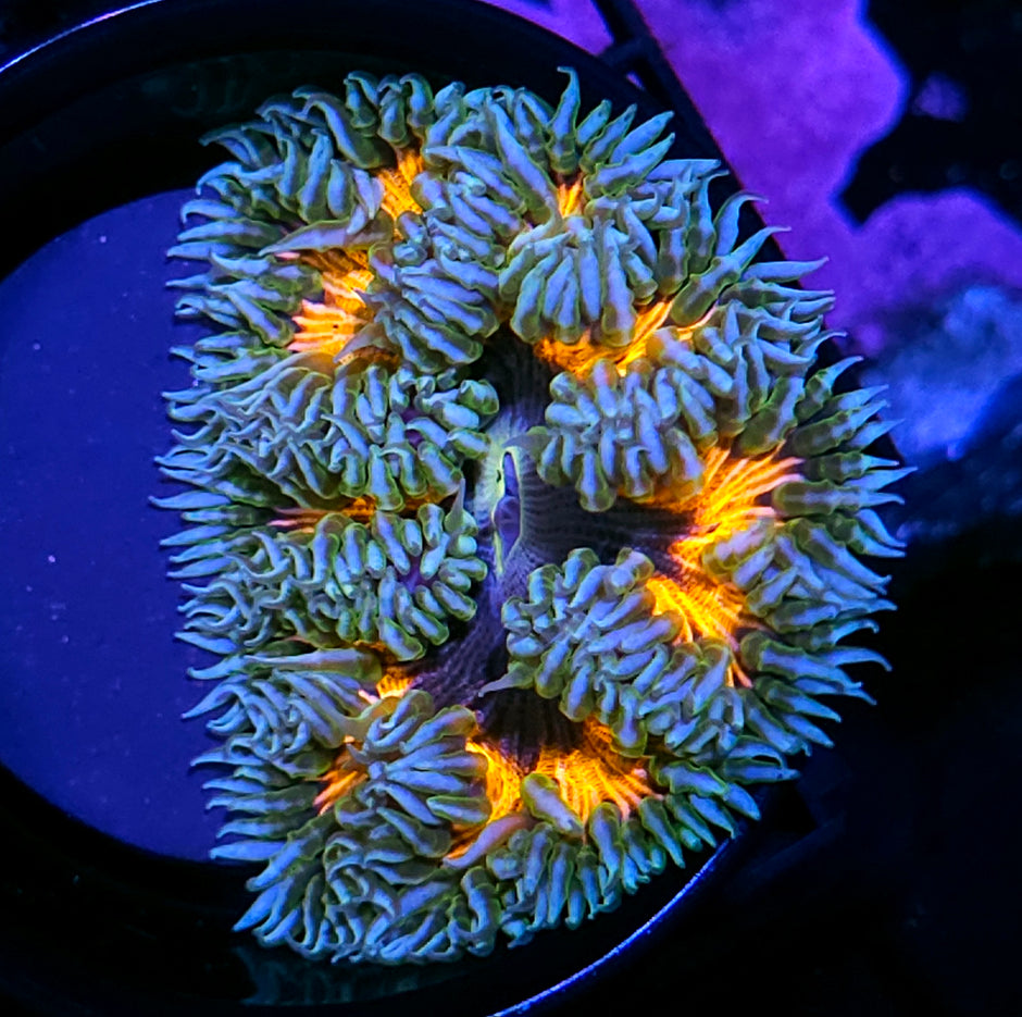 Black Hole Sun Flower Anemone