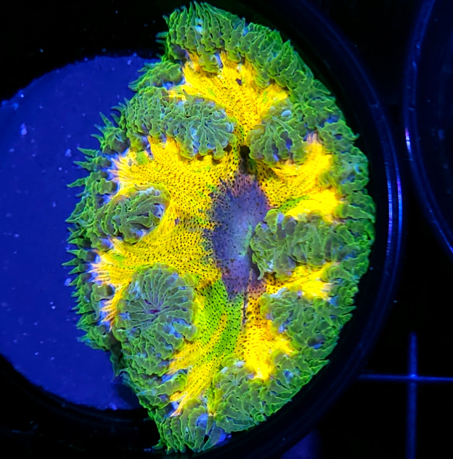 Solstice Flower Anemone