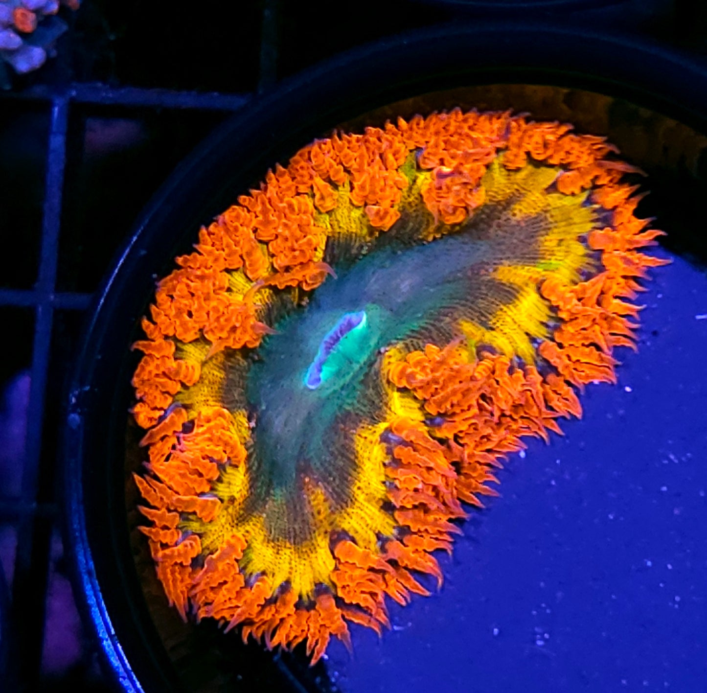 Big Bang Theory Flower Anemone