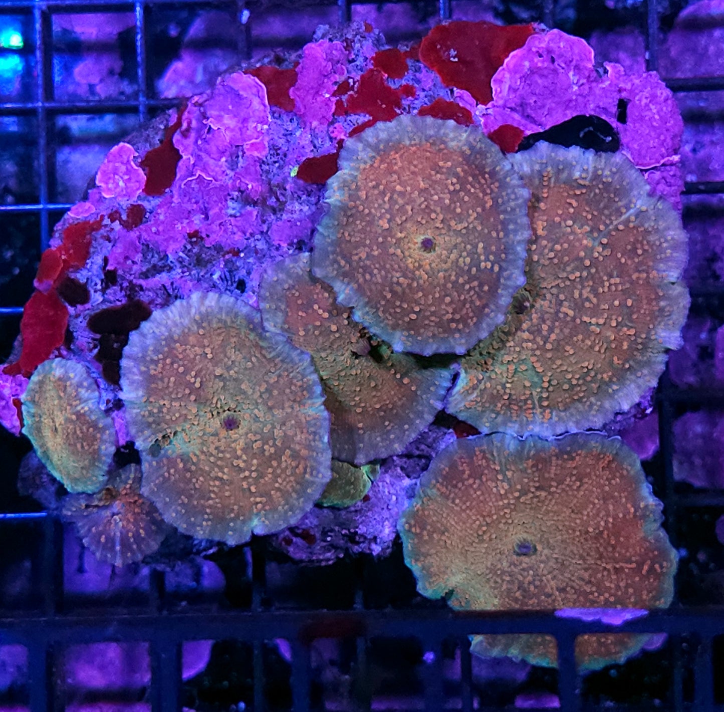 Ayatollah Mushroom Colony