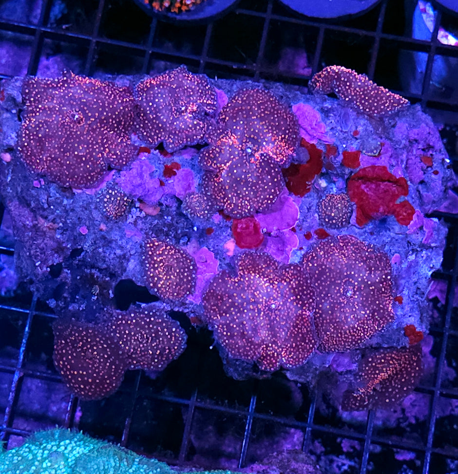 Outter Orbits Mushroom Colony