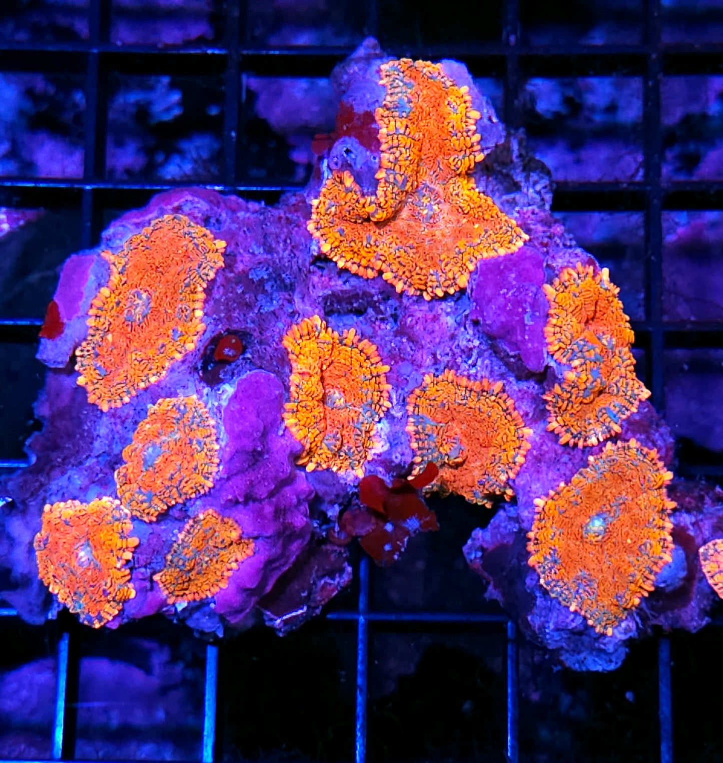 Fire Blaster 🔥 Mushroom Colony