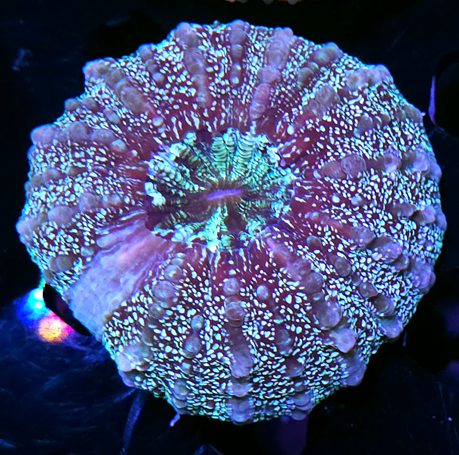 Galaxy Acanthophyllia