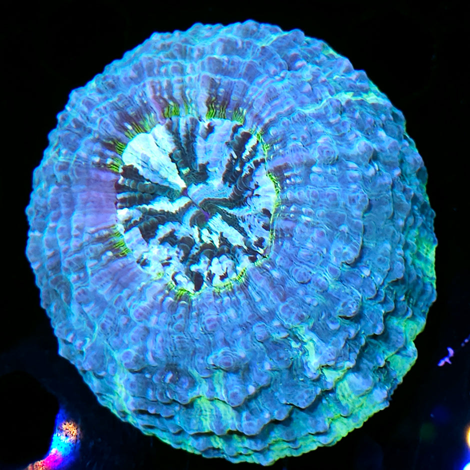 Candy Drip Acanthophyllia