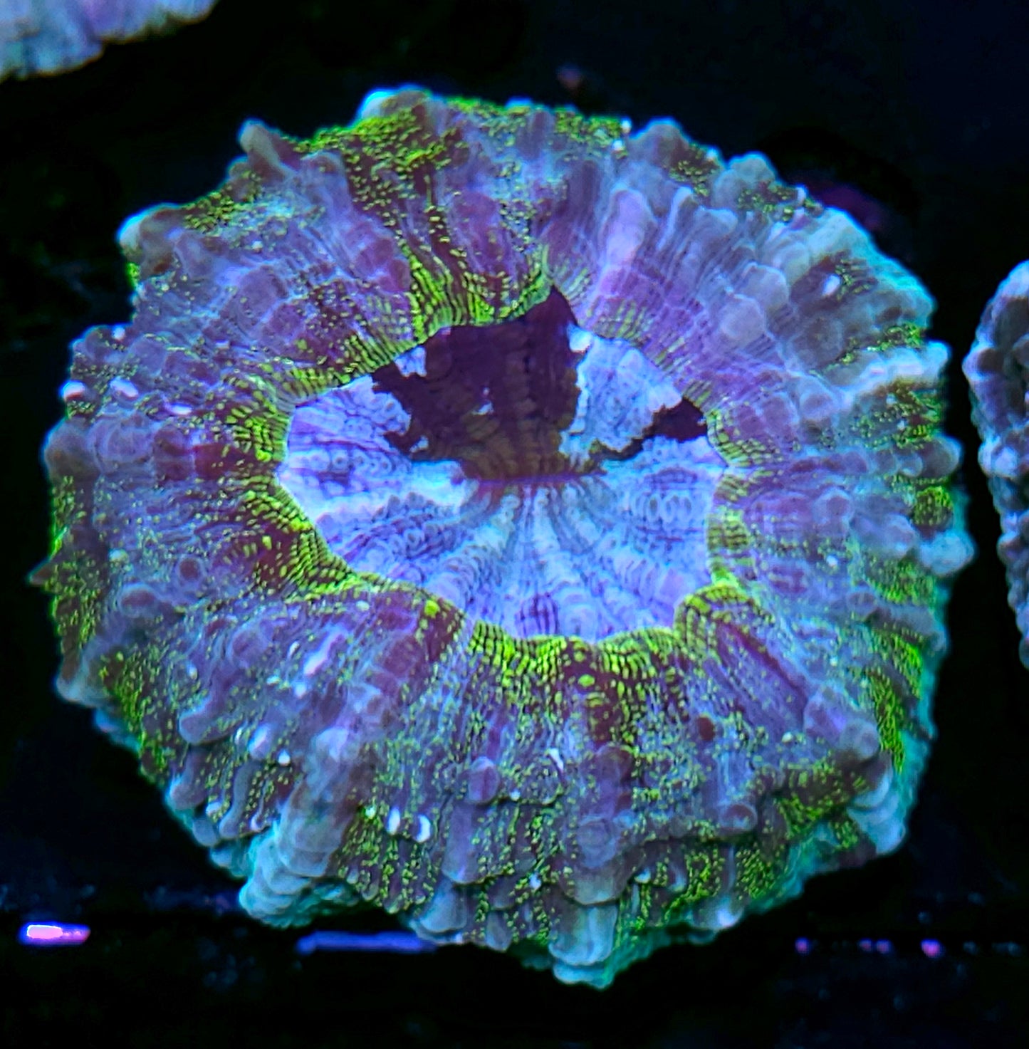 Insanity Acanthophyllia