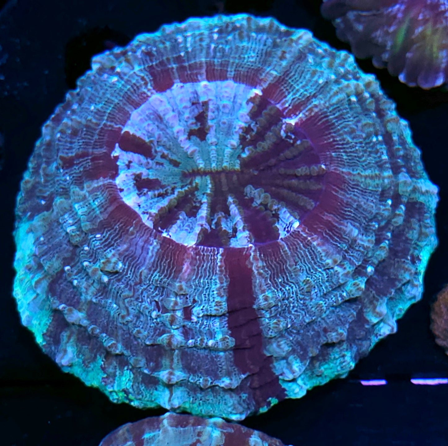 Turtle Power Acanthophyllia