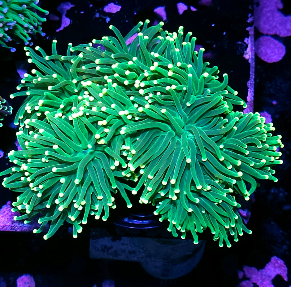 Approx 7-8 Head Lemon Drop Torch Colony