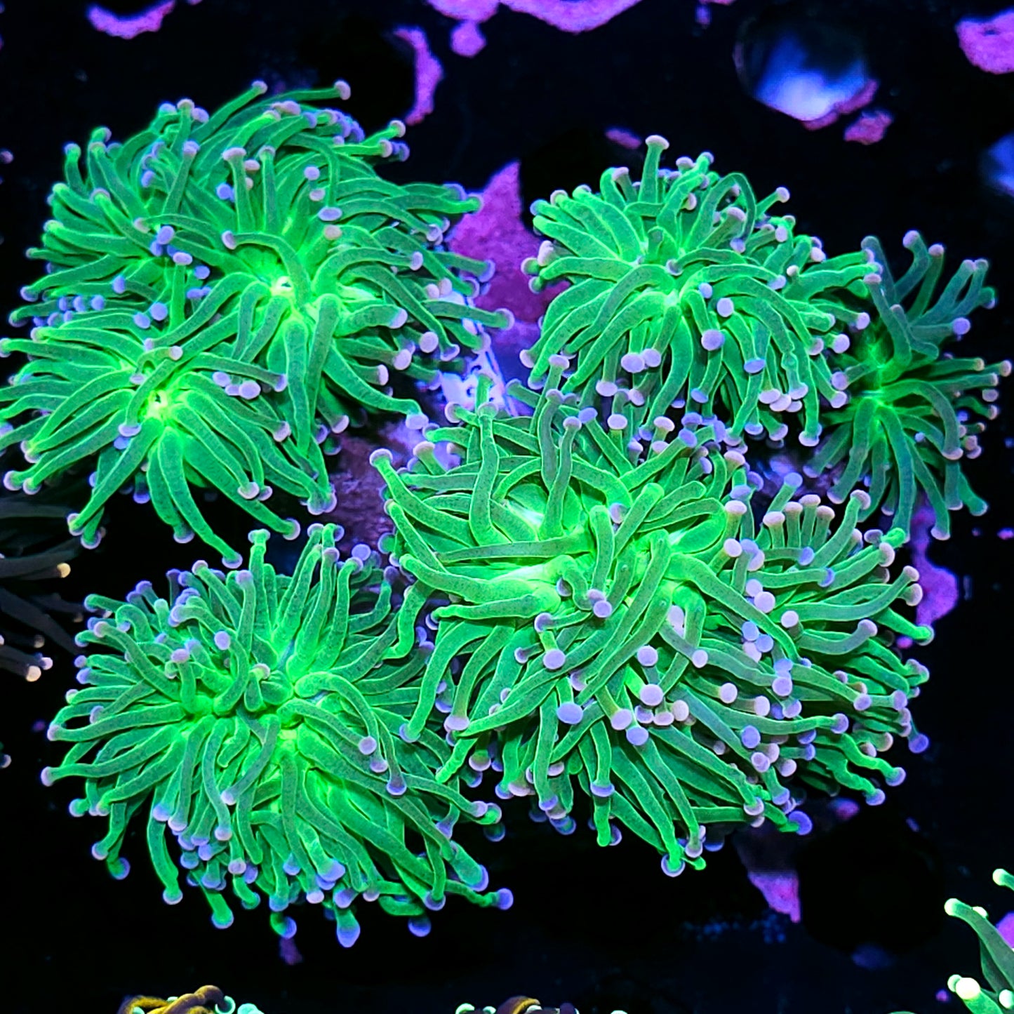 Approx 7-8 Head Bubble Gum Bitches Torch Colony