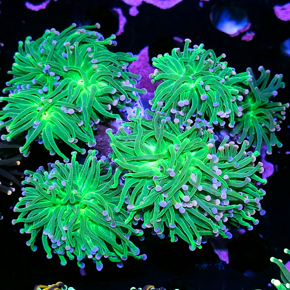 Approx 7-8 Head Bubble Gum Bitches Torch Colony