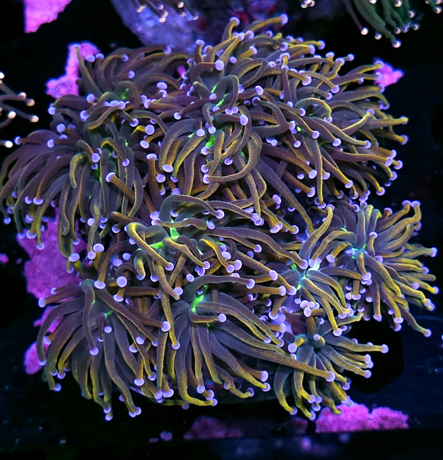 Approx 7-8 Head Rapunzel Torch Colony