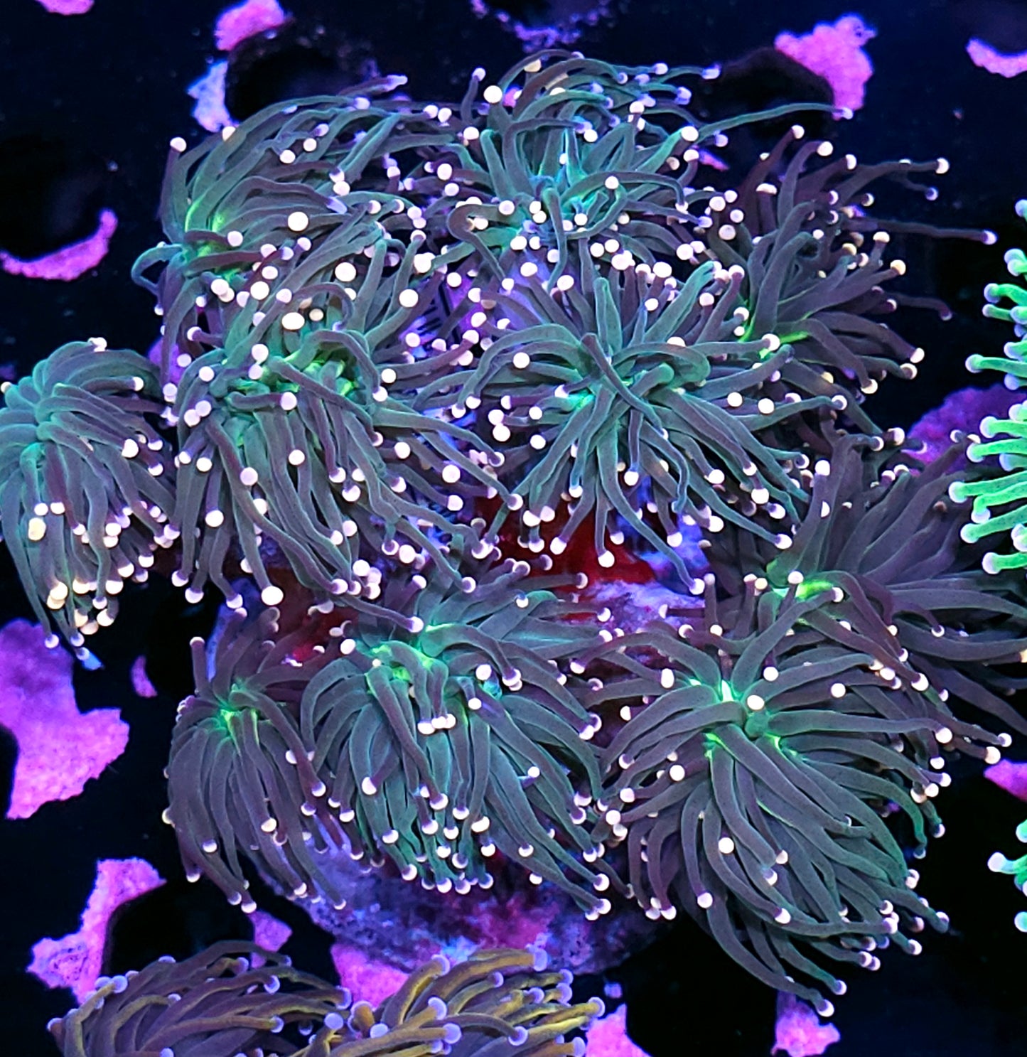 Approx 8-9 Head Taipei Rainbow Torch Colony