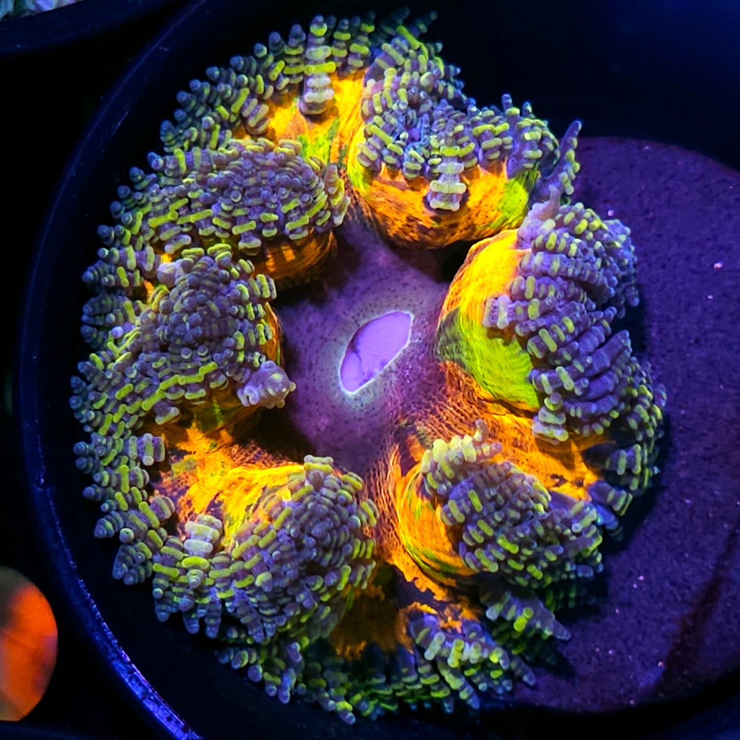 Rainbow Vortex Flower Anemone
