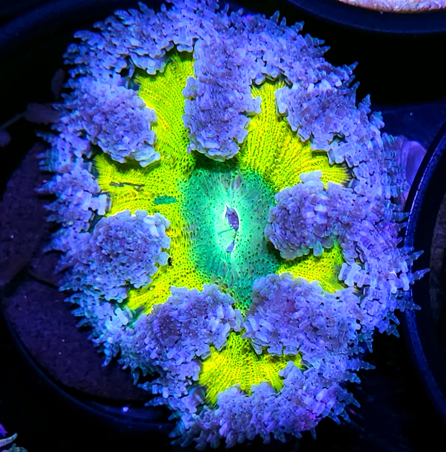Beg For Mercy Flower Anemone