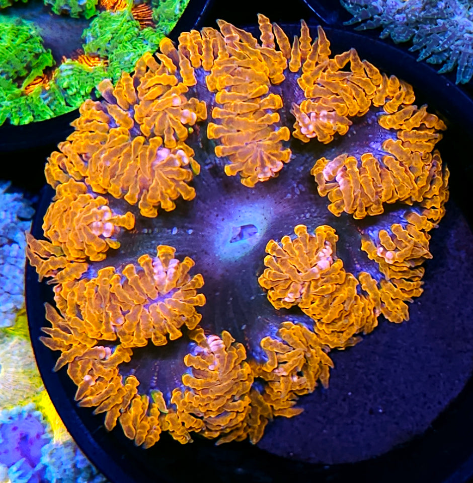 Firey Abyss Flower Anemone