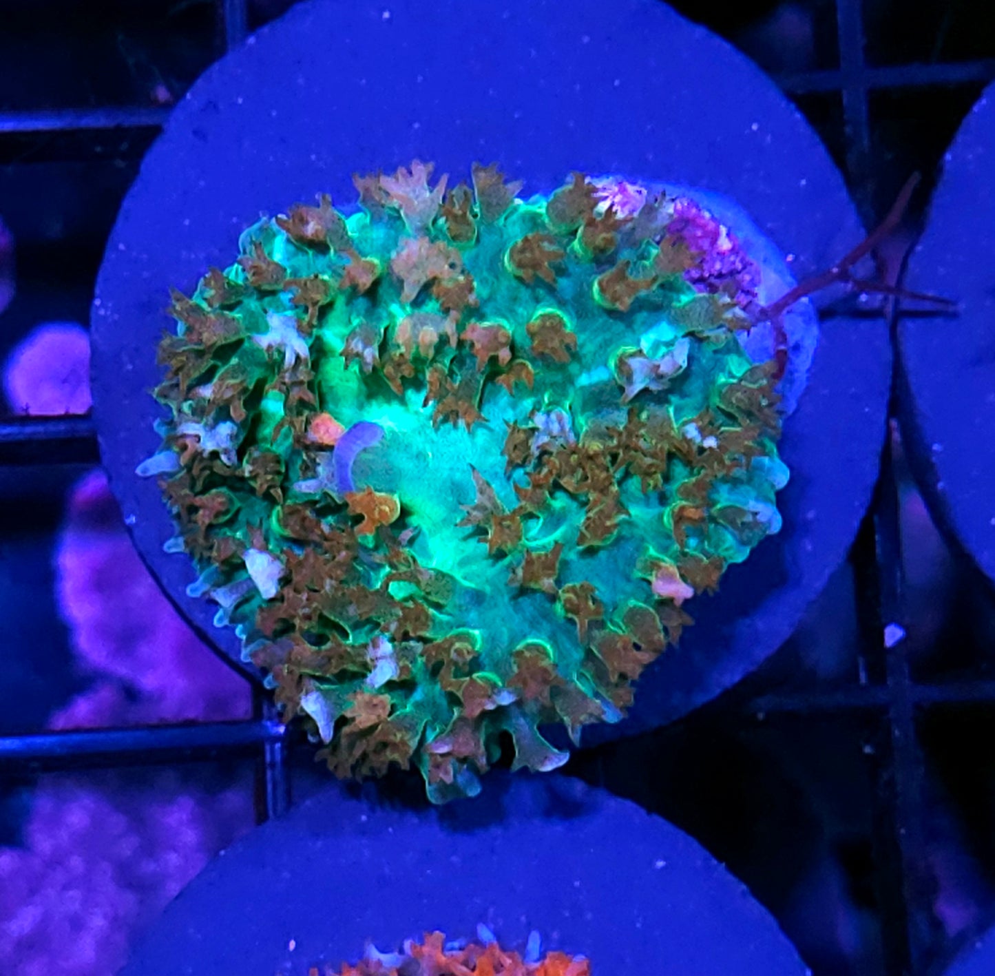 Enigma St Thomas Mushroom