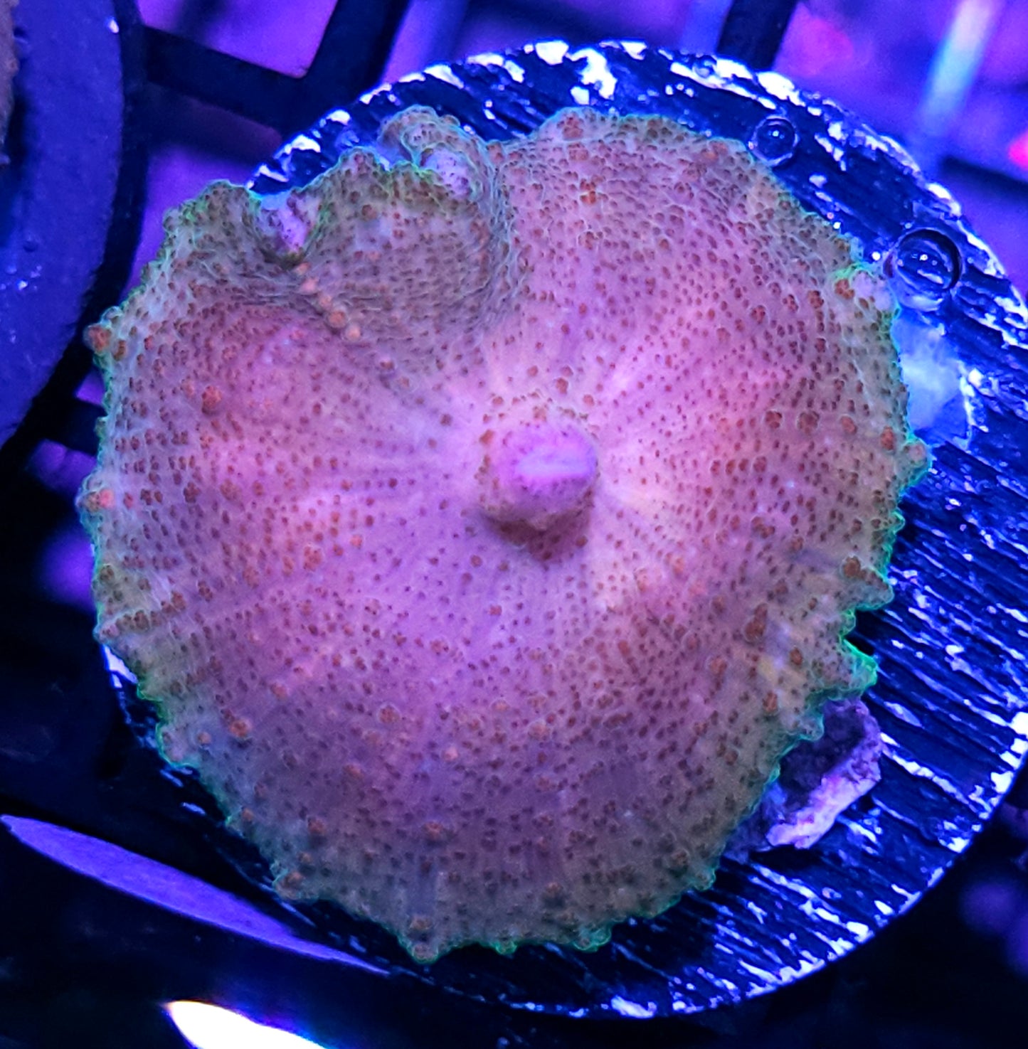 Blushing 😊 Neglecta Umbrella Mushroom