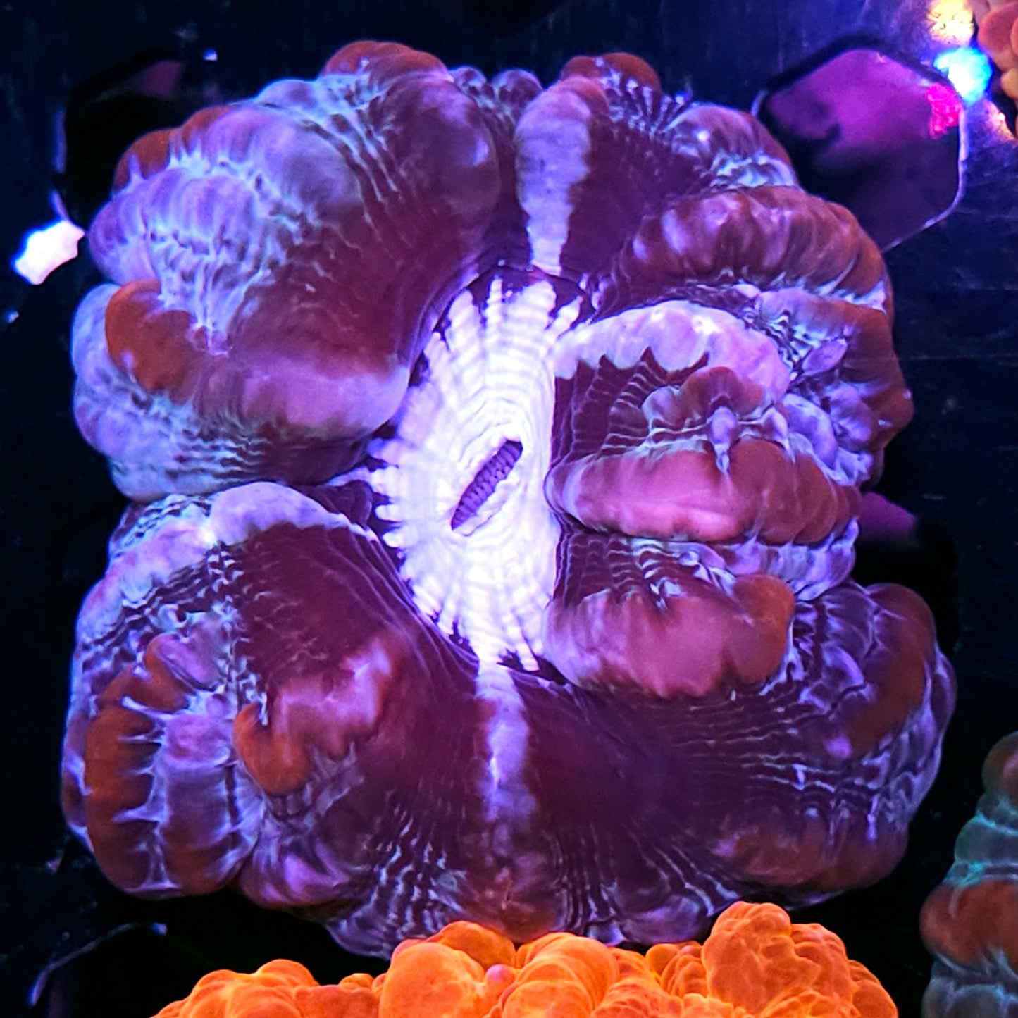 Evil Eye Indophyllia