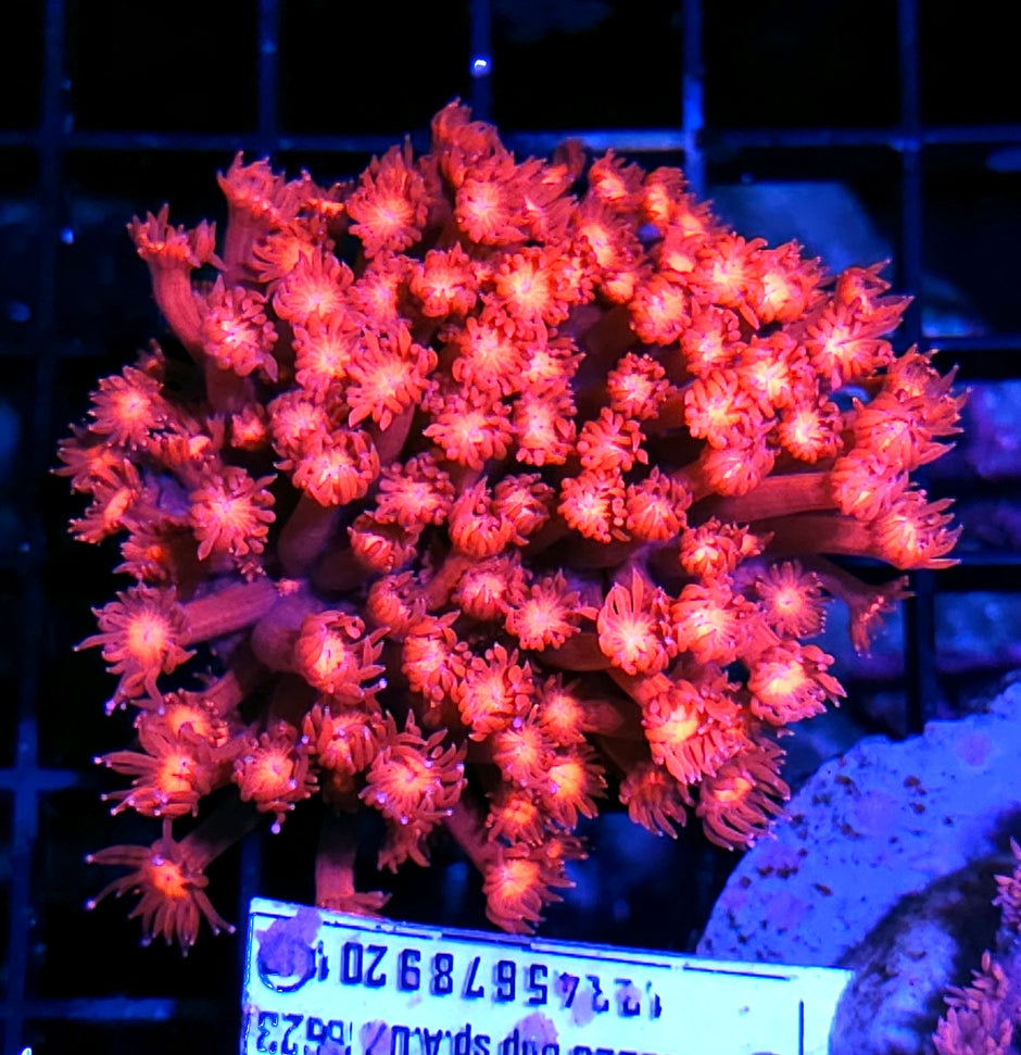 Fuschia Flames Goniopora Colony