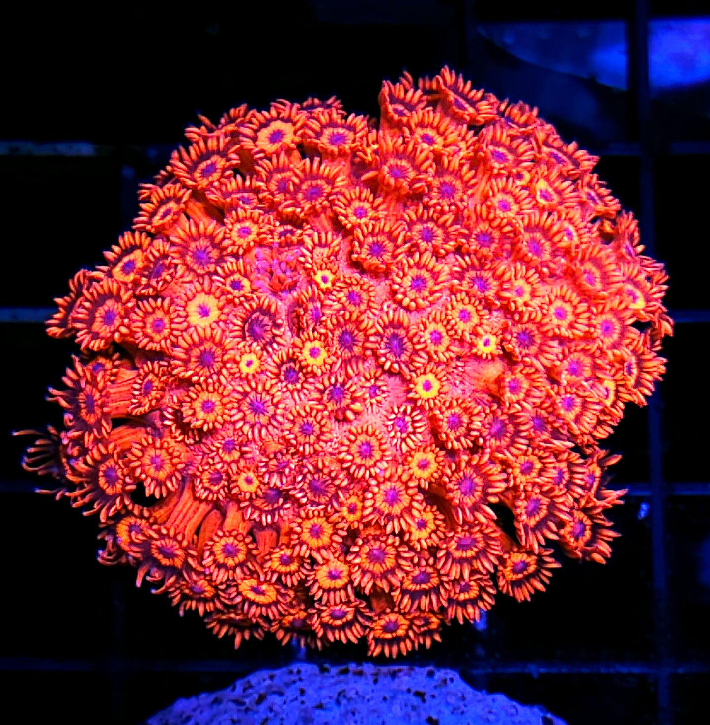 Unfreakingreal Red Goniopora Colony