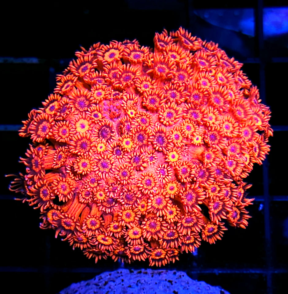 Unfreakingreal Red Goniopora Colony
