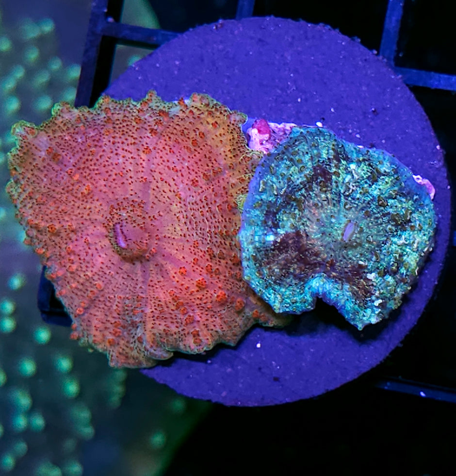 Carlgreni & Insane Neglecta Umbrella Mushroom Combo