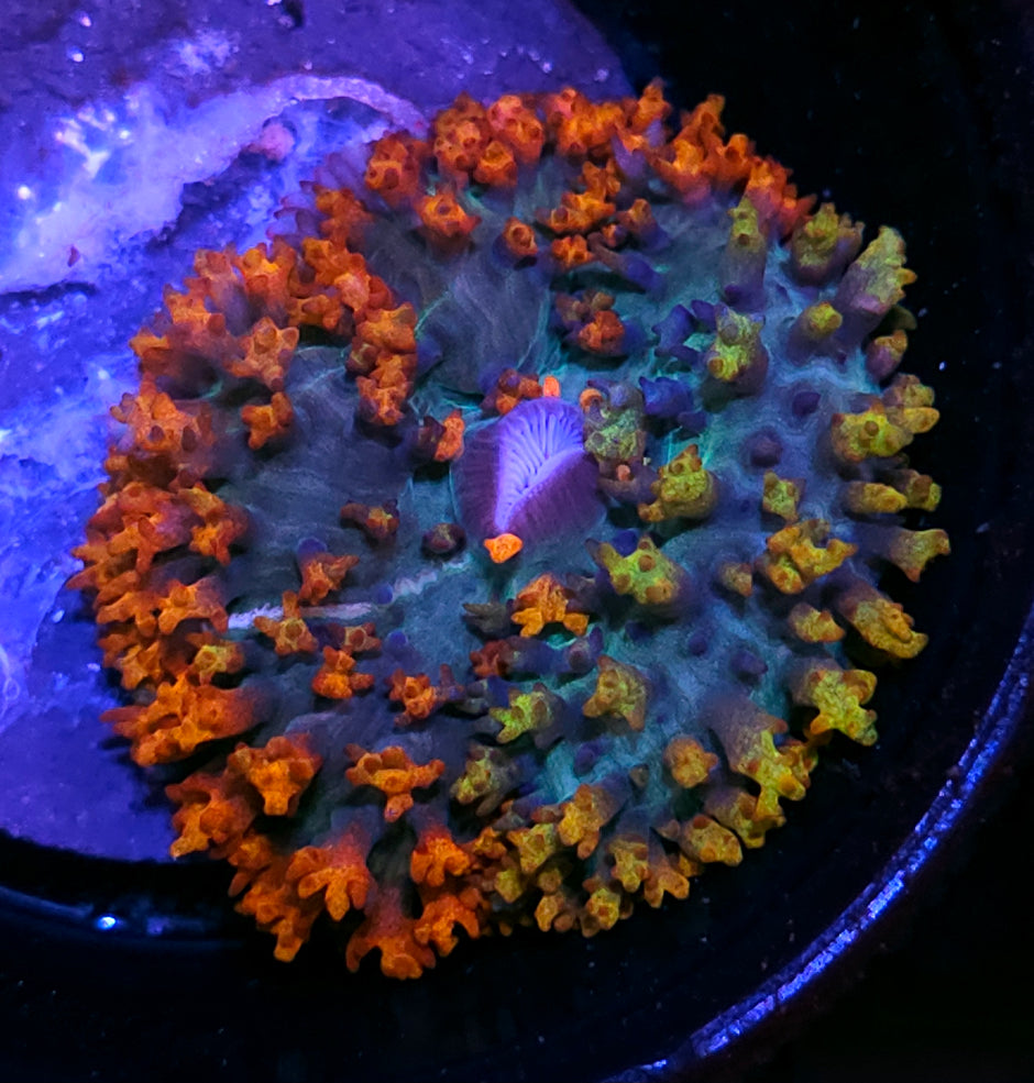 1 in 100,000,000 Grafted Masterpiece St Thomas Mushroom WILL BE FEATURED IN CORAL MAGAZINE