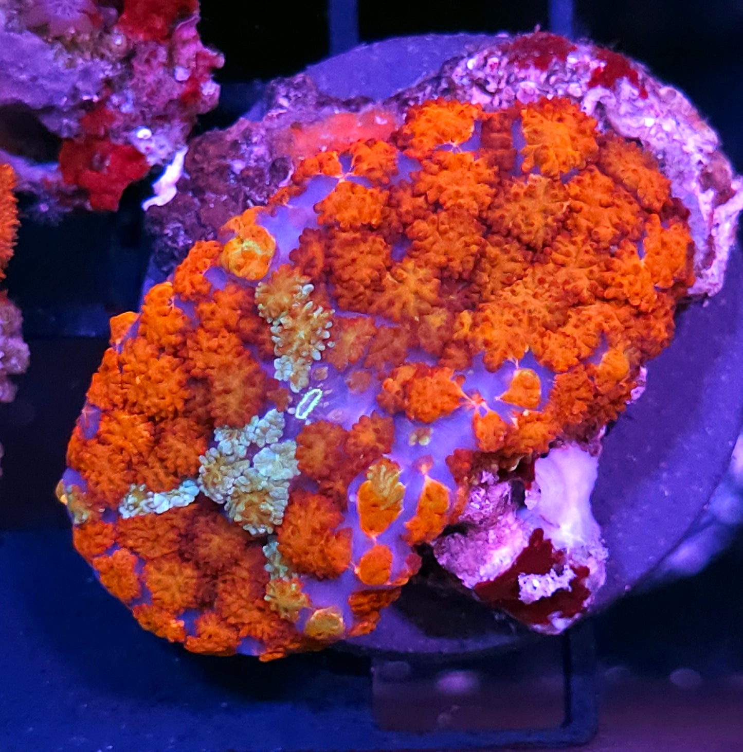 Holy Freaking Moly Pom Pom Mushroom RARE