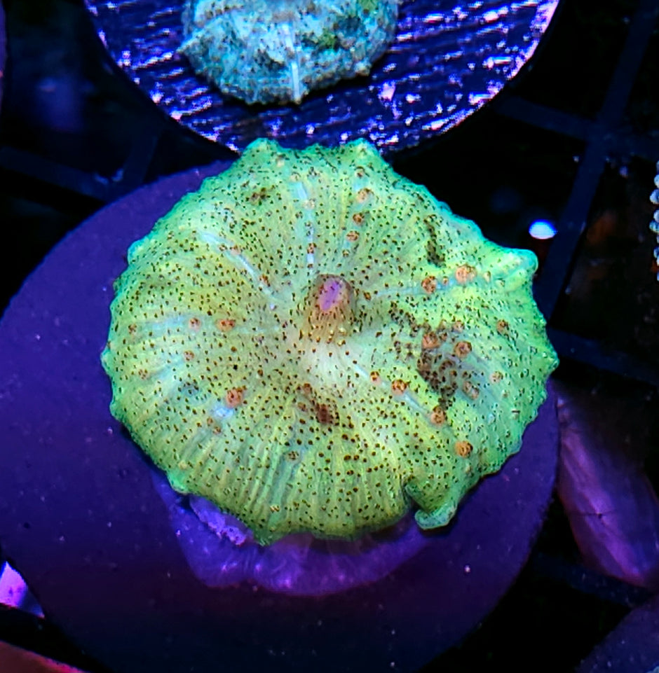 Crash Test Dummy Neglecta Umbrella Mushroom