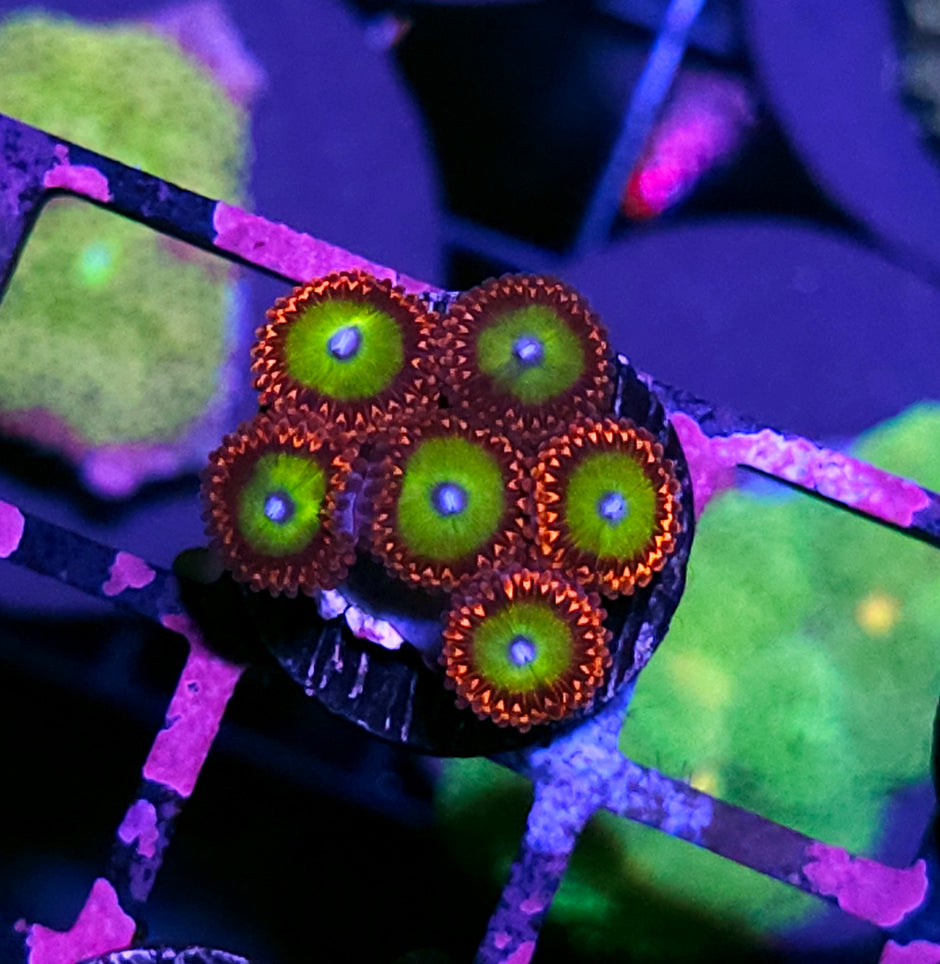 Candy Apple Red Zoas