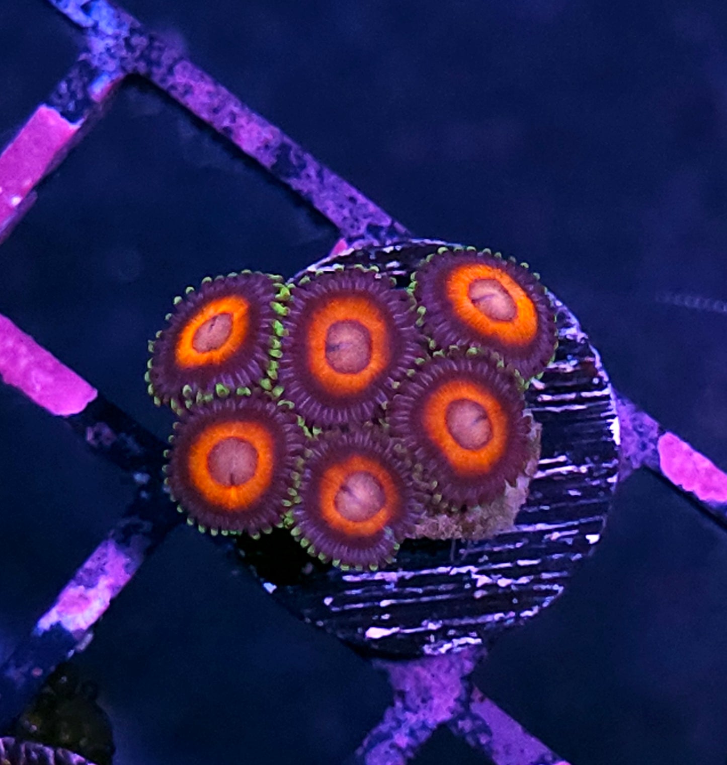 Peacock Eye Zoas
