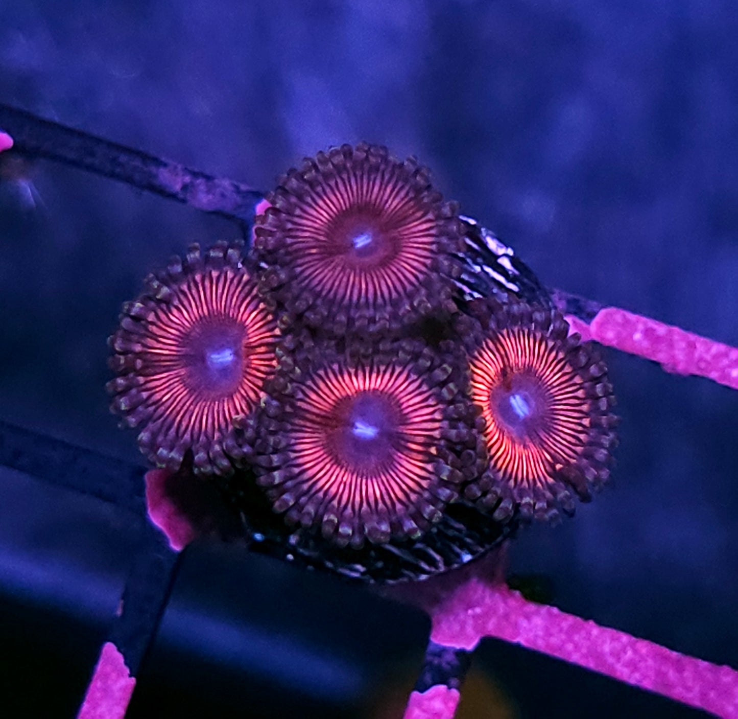 Blue Eye Pink Zoas