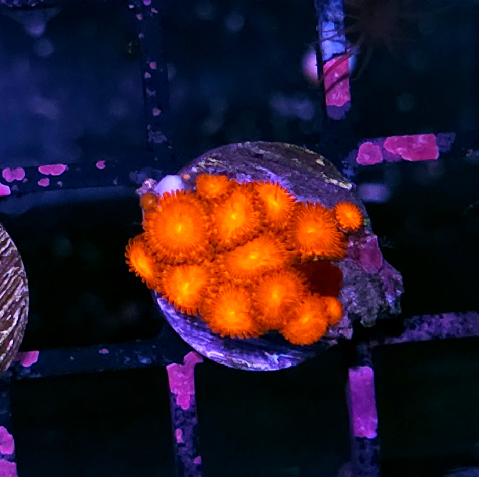 HF Charizard Zoas