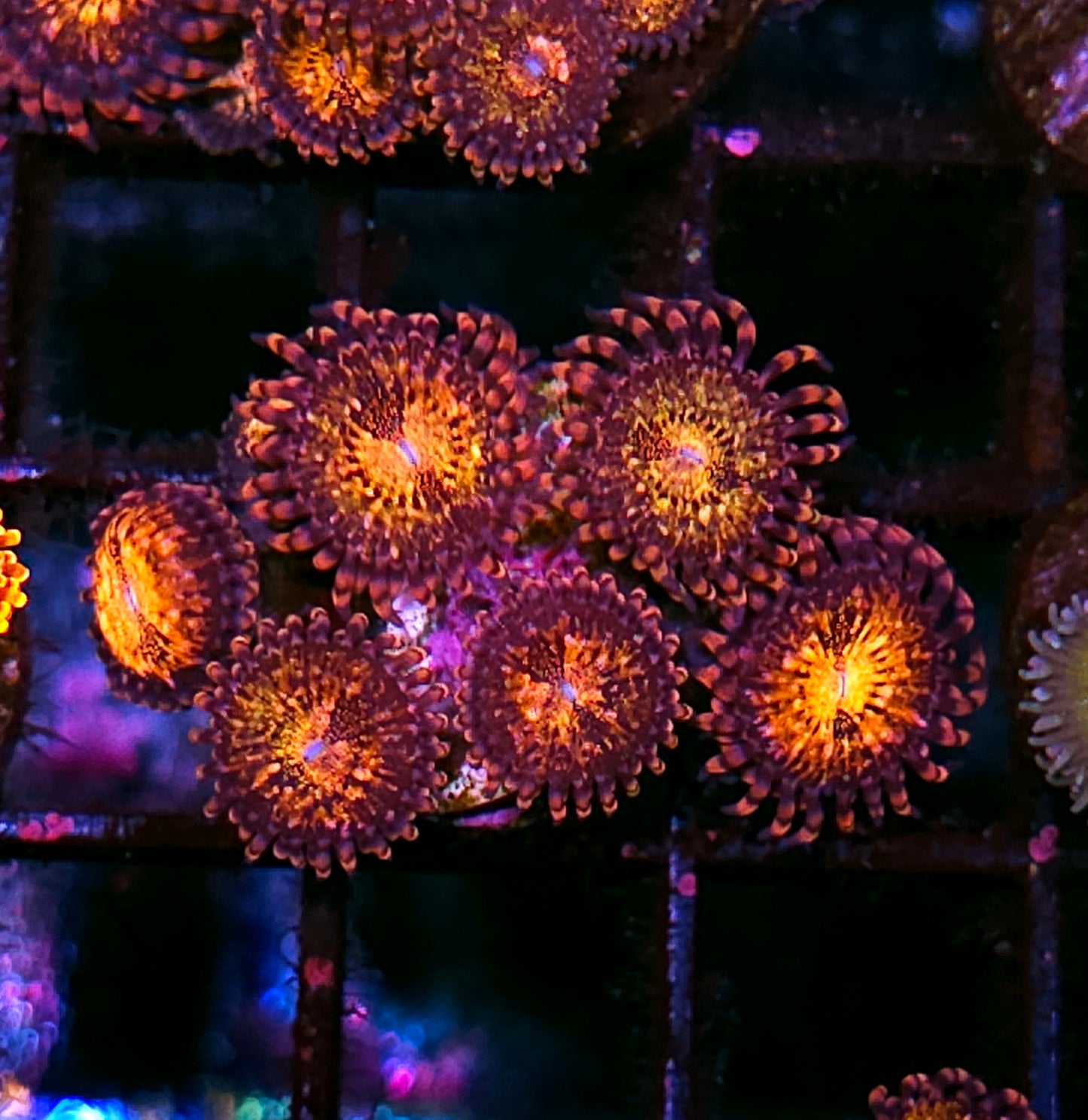 Pandora Zoas