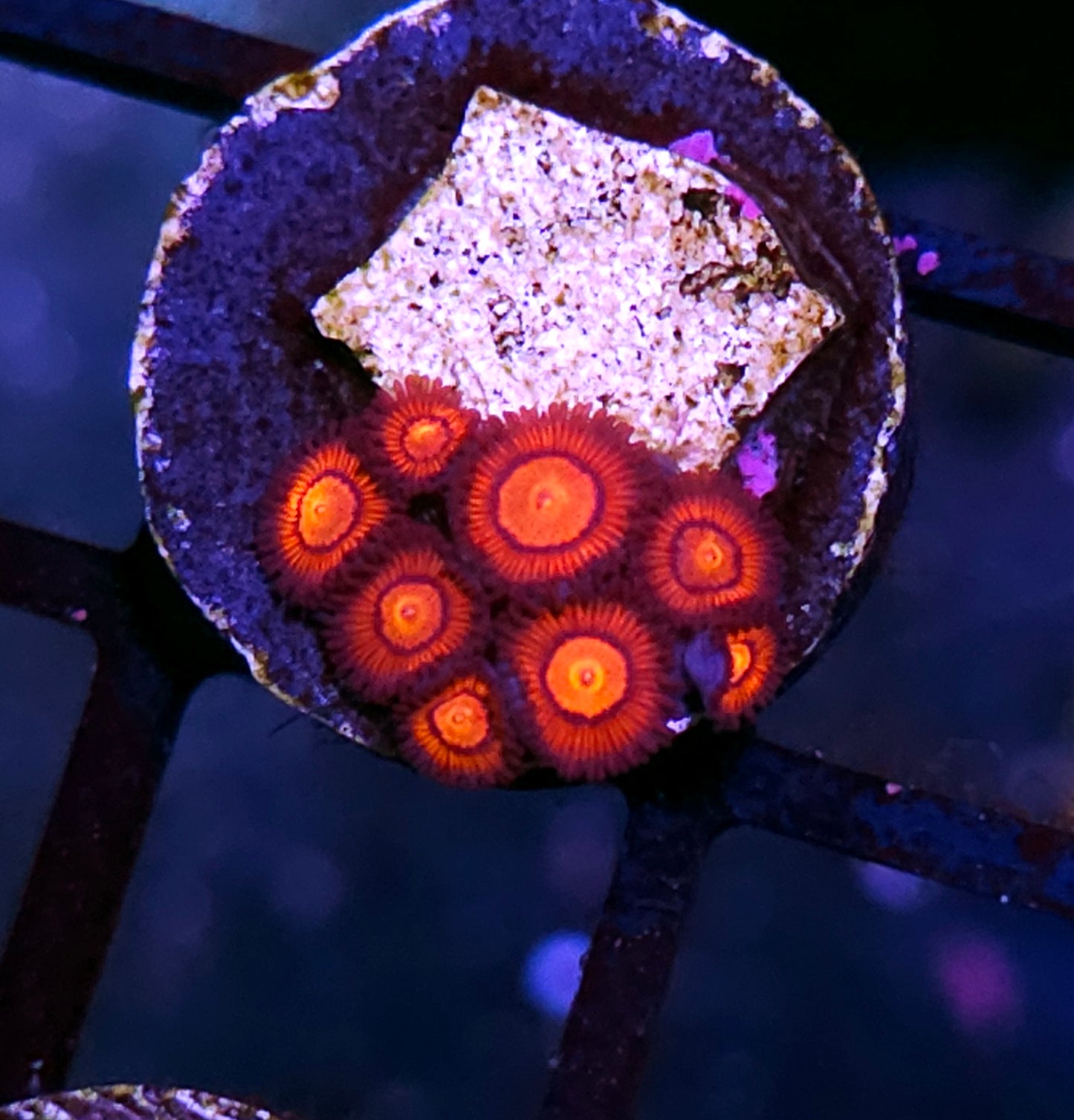 Peacekeeper Zoas