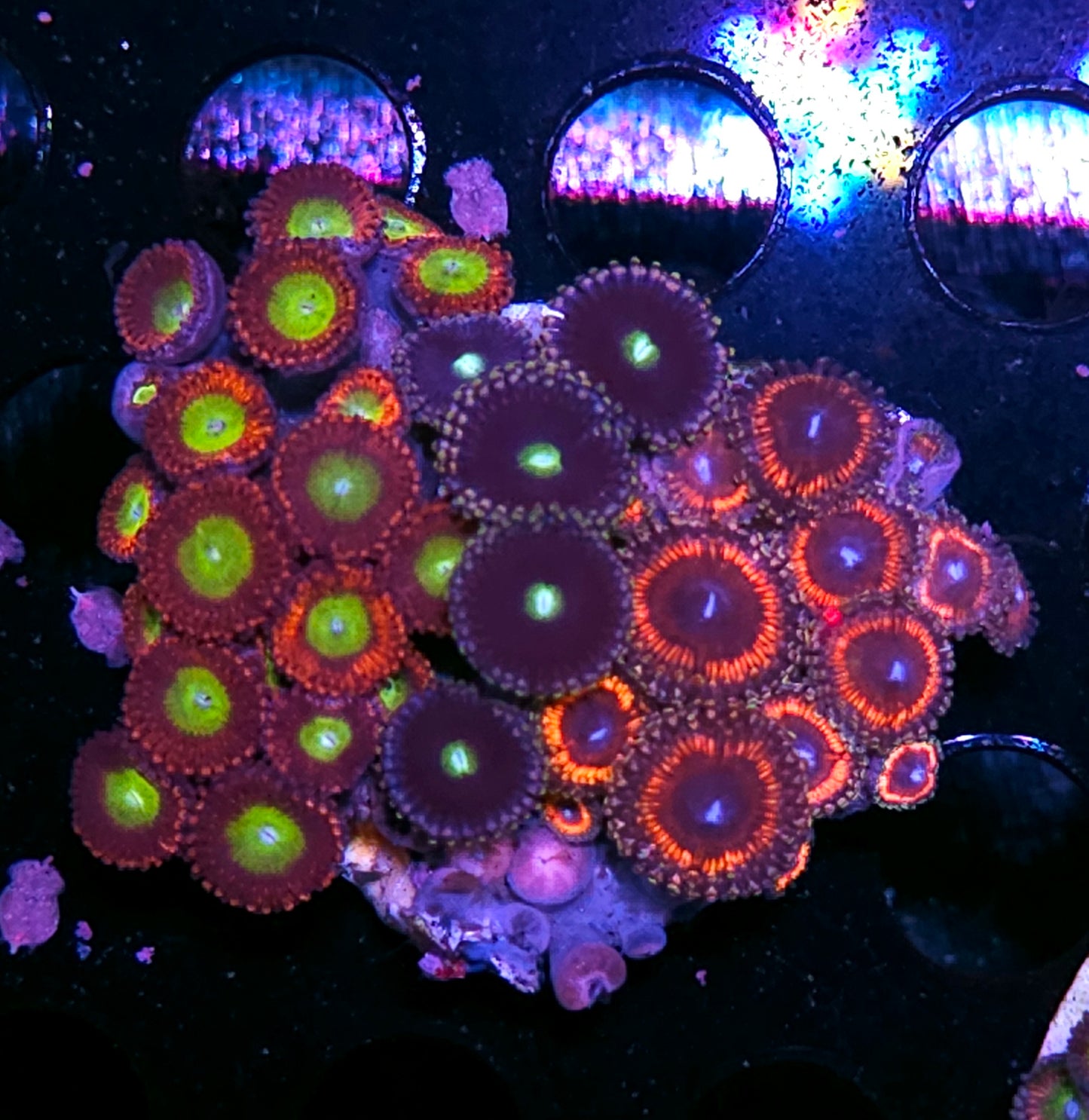 Insane Mix Zoa Colony