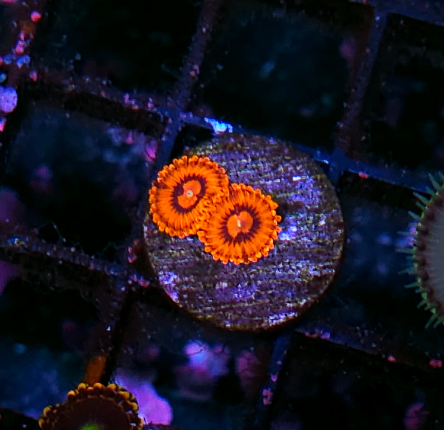 DR Hellboy Zoas